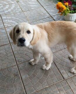 Дмитрий Гаулин